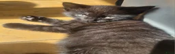 Mixed Breed cats for sale: Stunning Part Siamese Kittens. in Wrexham - Advert 8