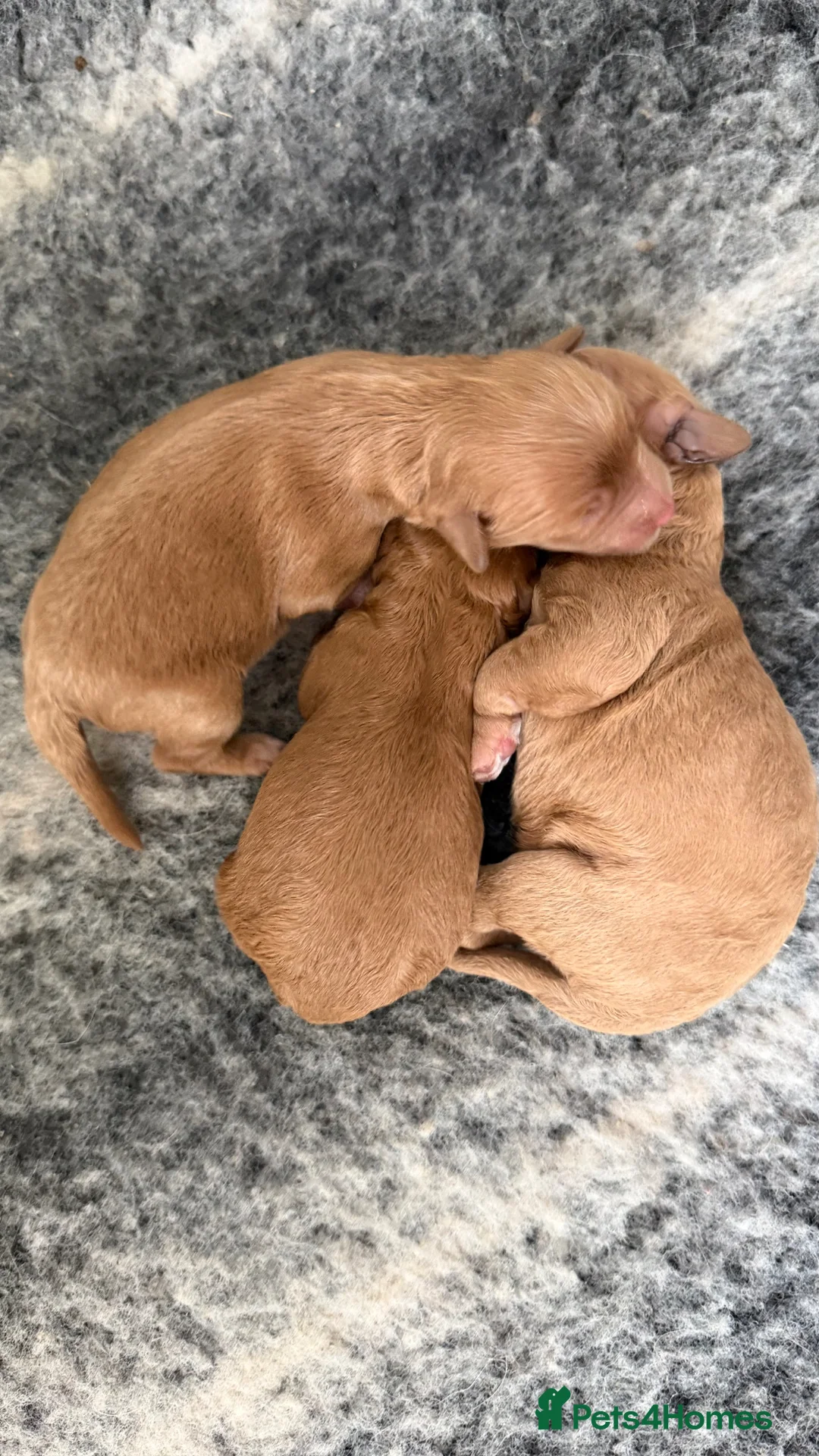 Cavapoo dogs for sale: The most beautiful Cavapoos - Advert 2