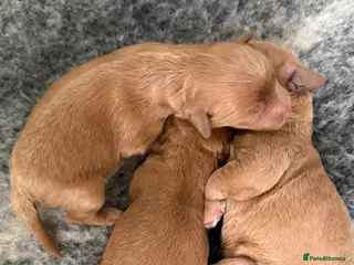 Cavapoo dogs The most beautiful Cavapoos - Advert 1