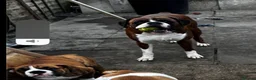 Boxer dogs for sale: Boxer puppy  - Advert 6