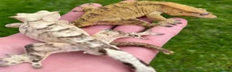 Gecko reptiles for sale: Gargoyle/crested geckos for sale  - Advert 4
