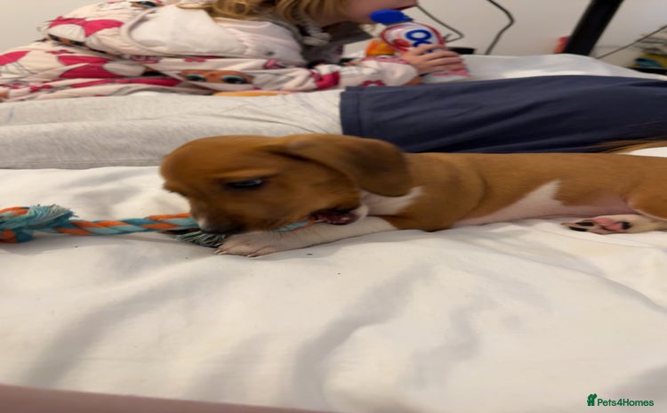 Mixed Breed dogs - Advert 1