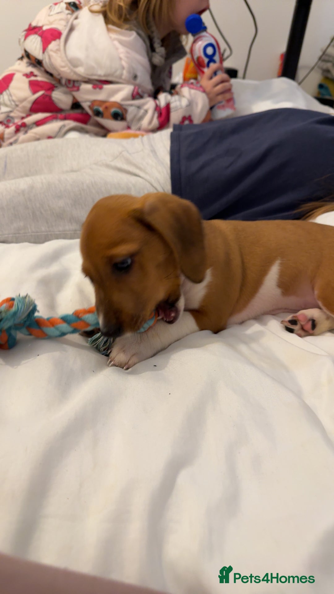 Mixed Breed dogs for sale: Puppy - Image 1