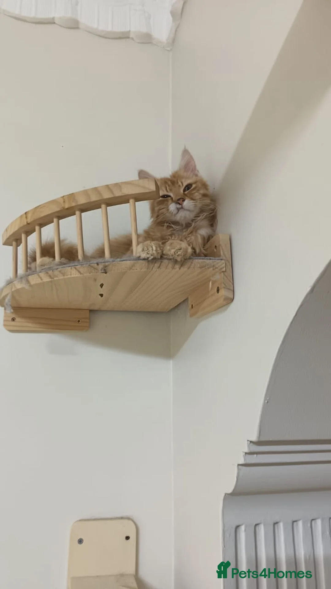 Mixed Breed cats for adoption: Taco bell - Advert 2