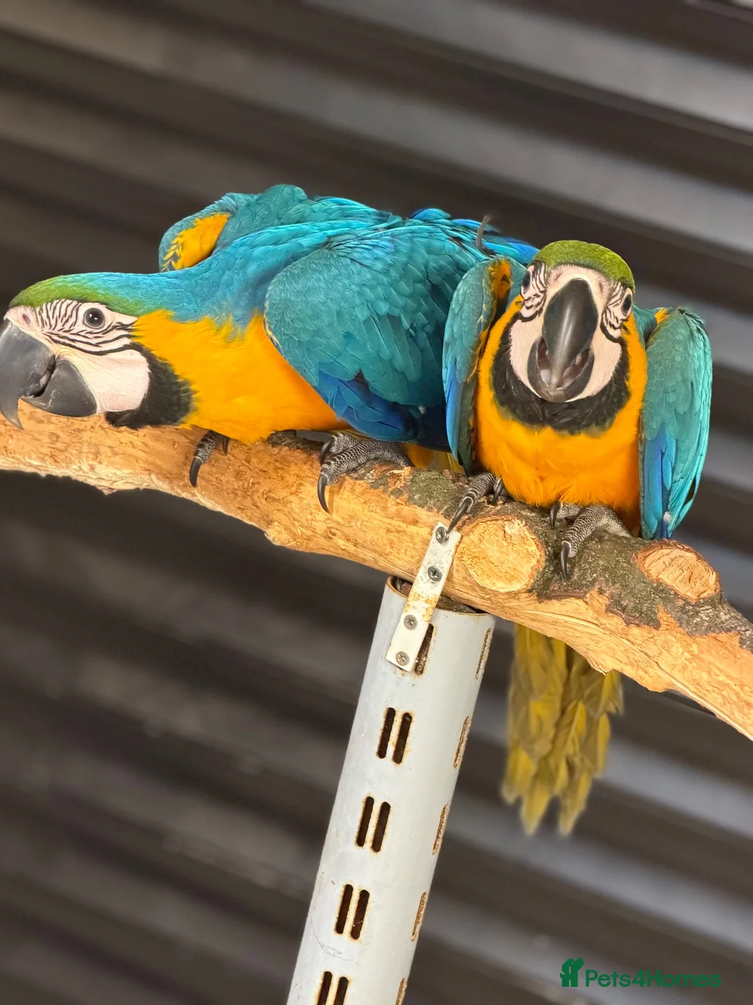 Macaws birds for sale: Blue & Gold Macaws - Advert 2