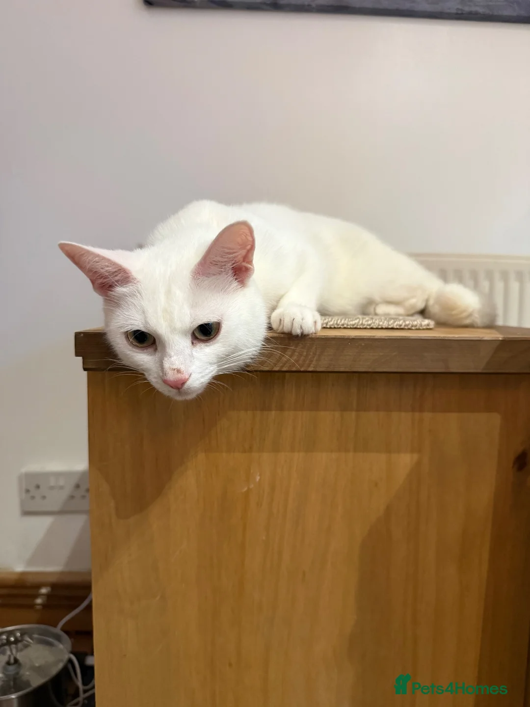 Mixed Breed cats for sale: 4 kittens and 1 mother - Advert 1