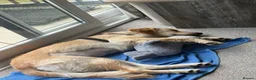 Golden Retriever dogs for sale: REHOME golden retriever Parker  - Advert 2