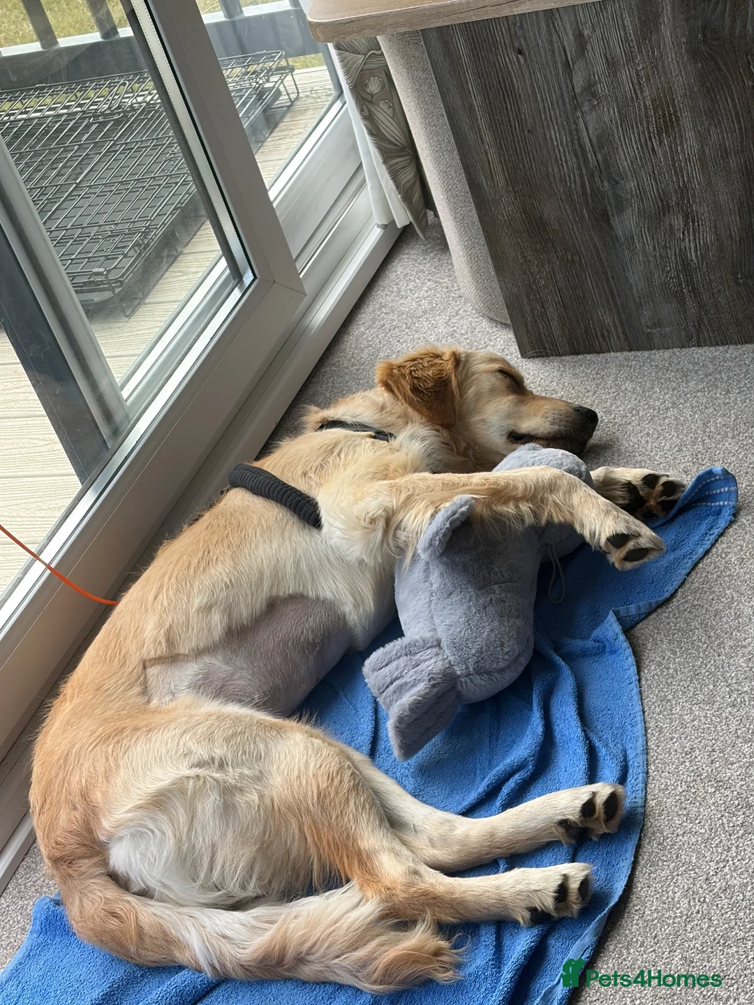 Golden Retriever dogs for sale: REHOME golden retriever Parker  - Advert 2