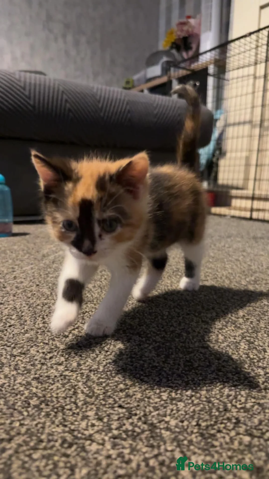 British Shorthair cats for sale: Female calico kitten for sale  - Advert 2
