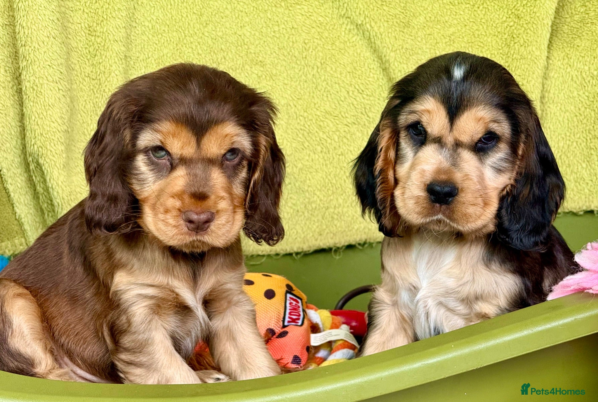 Cocker Spaniel dogs Outstanding show cocker spaniels - KC - Advert 1