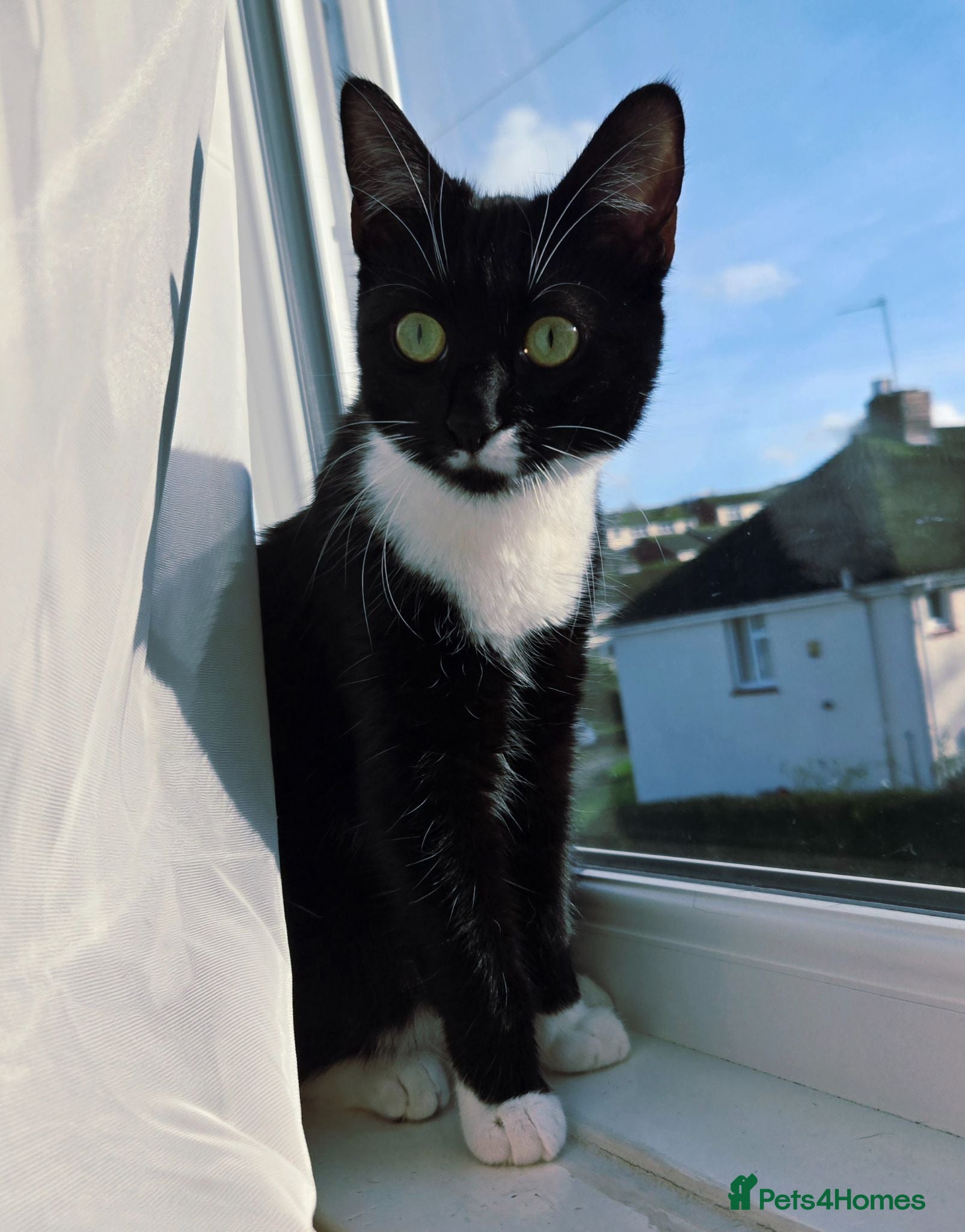 Mixed Breed cats Jinx 1 year old .. she is free  - Advert 10