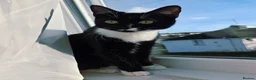Mixed Breed cats for sale: Jinx 1 year old .. she is free  - Advert 1