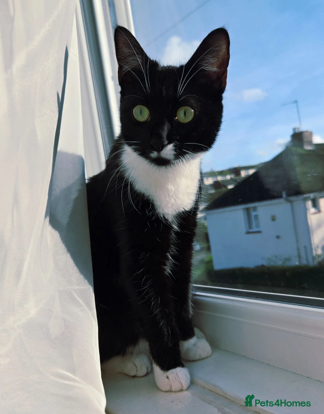 Mixed Breed cats for sale: Jinx 1 year old .. she is free  - Advert 1