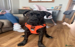 Cane Corso dogs for sale: Cane corso 9 months  - Image 6
