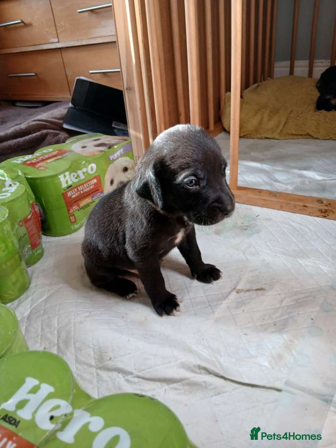 Mixed Breed dogs for sale: Presa canario cross golden labrador - Image 7