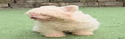 Mixed Breed dogs for stud: Pink Merle Floodle for Stud in Batley - Advert 4