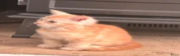 Maine Coon cats for sale: 3 x beautiful Mainecoon kittens in Colchester - Advert 2