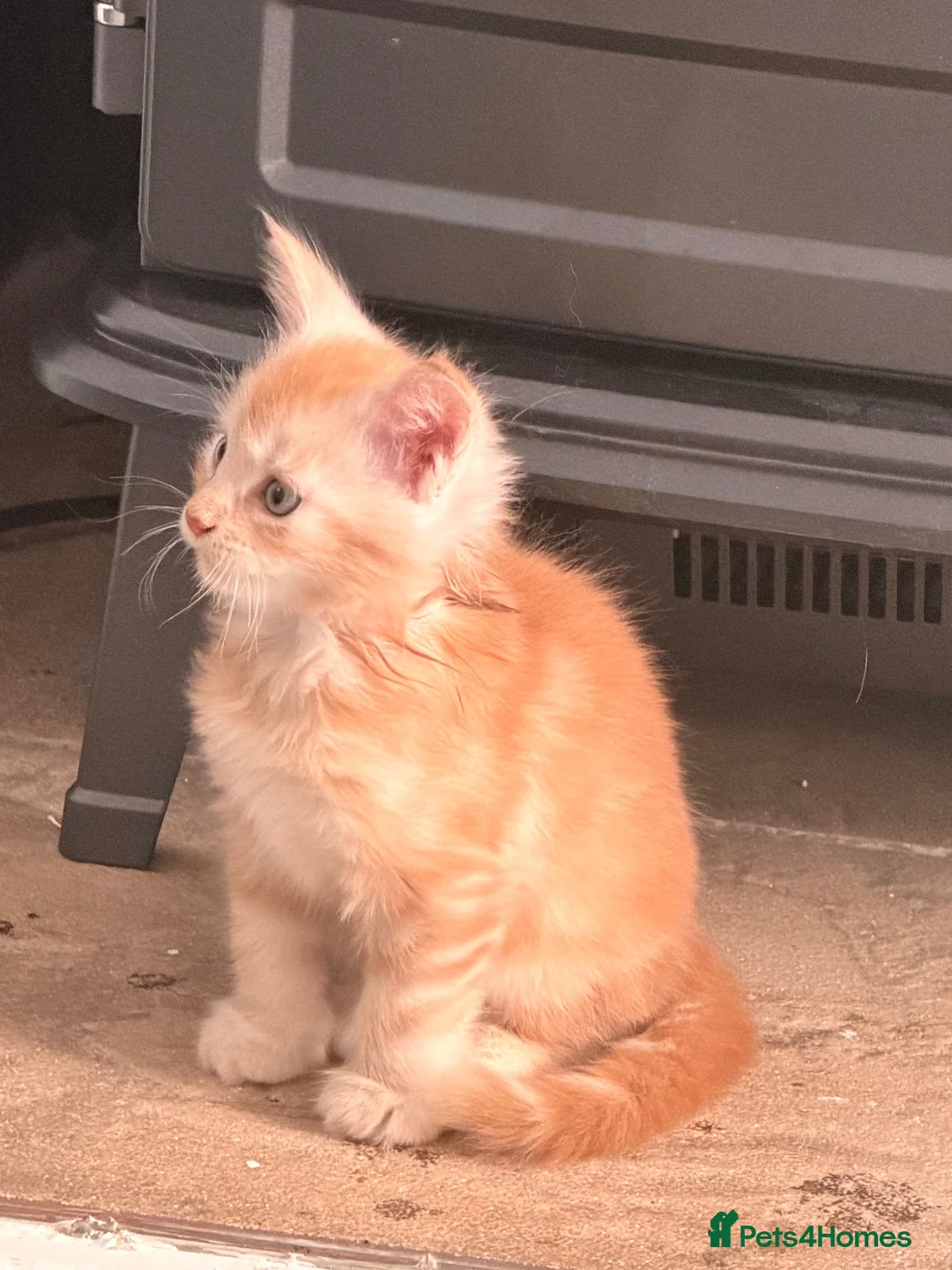 Maine Coon cats for sale: 3 x beautiful Mainecoon kittens in Colchester - Advert 2