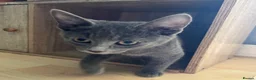 Mixed Breed cats for sale: Beautiful kittens for sale  - Advert 20