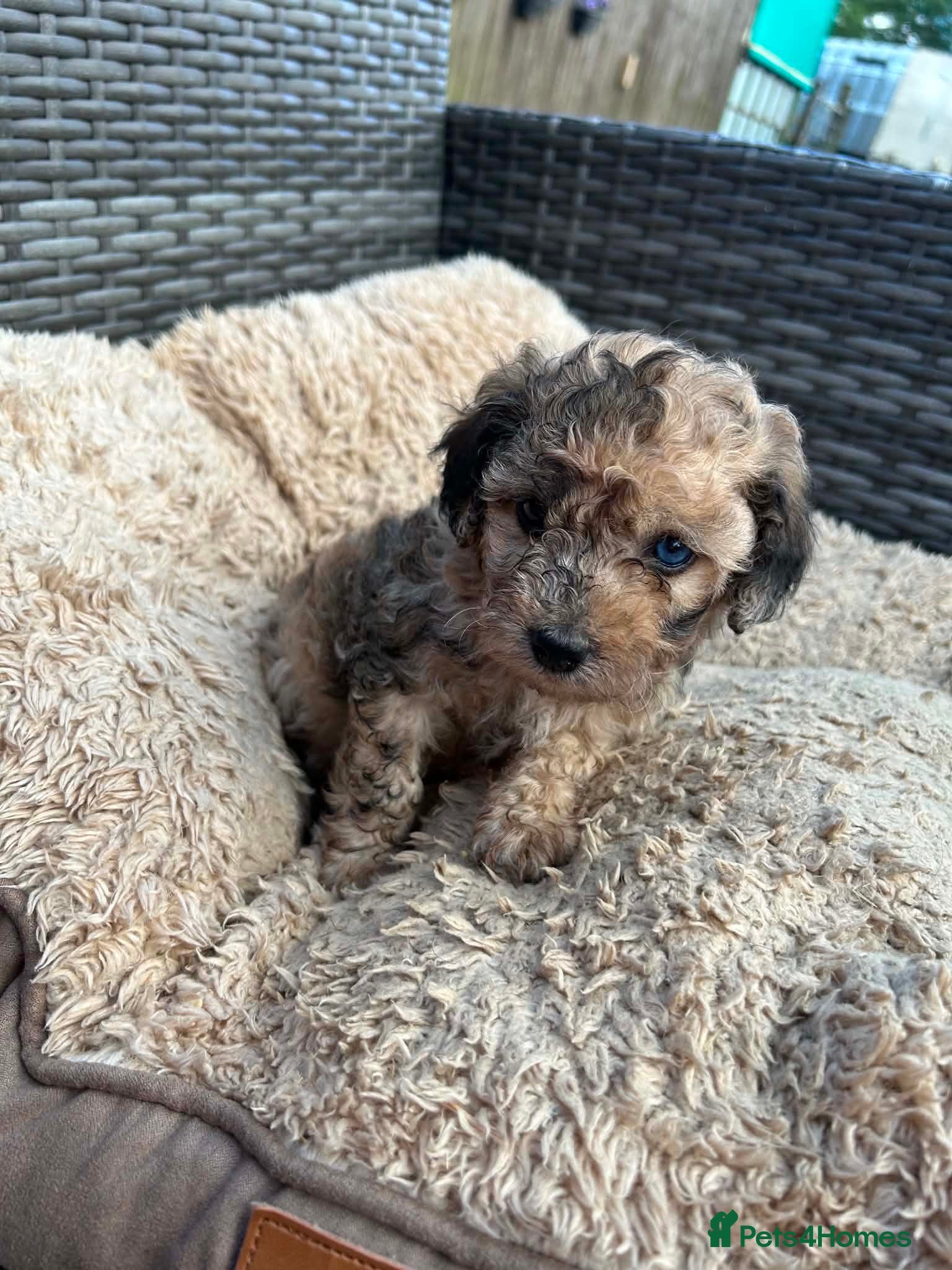Lhasapoo Puppy 2