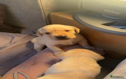 Labrador Retriever dogs for sale: 🐾 adorable Labrador Puppies- Taking Deposits Now - Image 10
