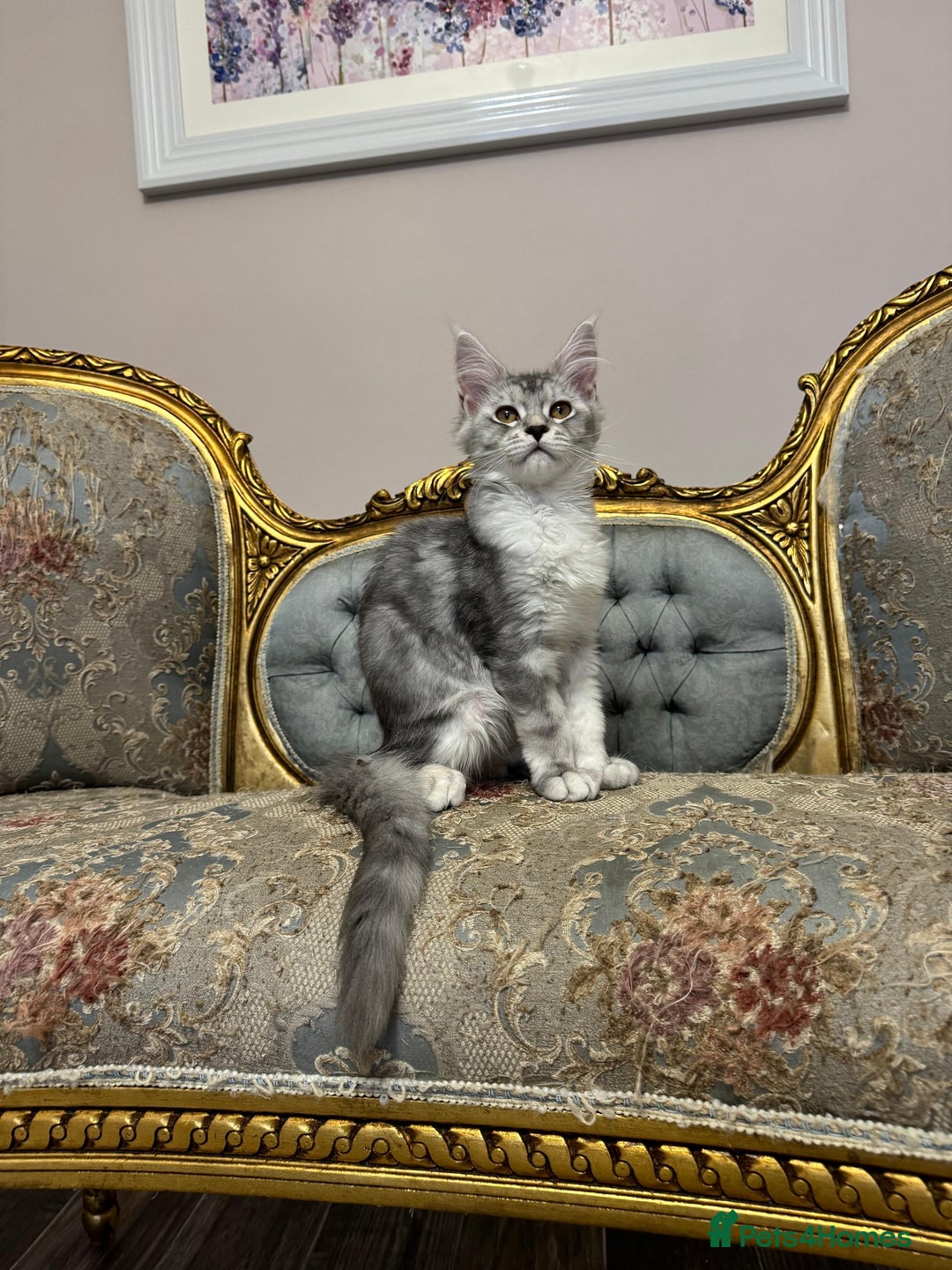 Maine Coon cats for sale: XXL Russian bloodline Maine Coon Kittens 20+Gen!🏆 - Image 11