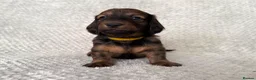 Dachshund dogs for sale: Standard Longhair Dachshunds  - Advert 8
