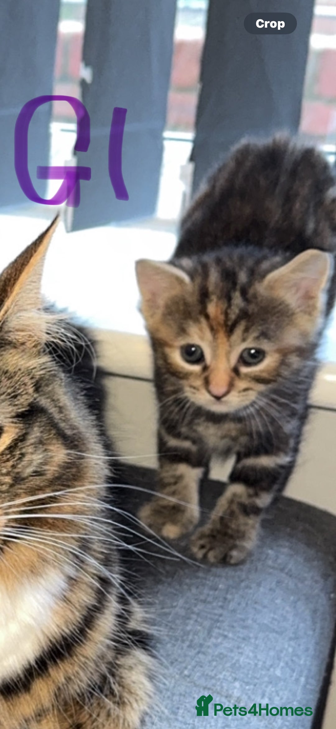 Mixed Breed cats for sale: Gorgeous kittens - Advert 4