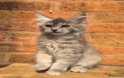 Maine Coon cats for sale: Beautiful Maine Coon kittens - Image 22