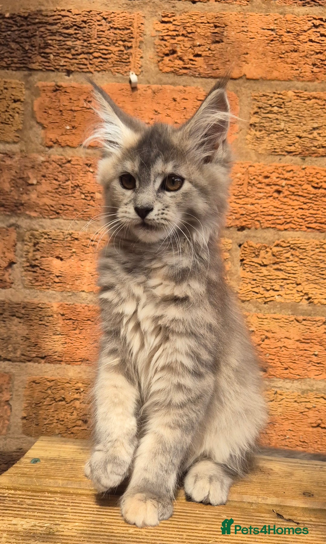 Maine Coon cats for sale: Beautiful Maine Coon kittens - Image 22