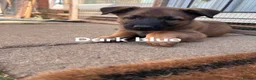 Mixed Breed dogs for sale: Malinois x german shepherd  - Advert 3