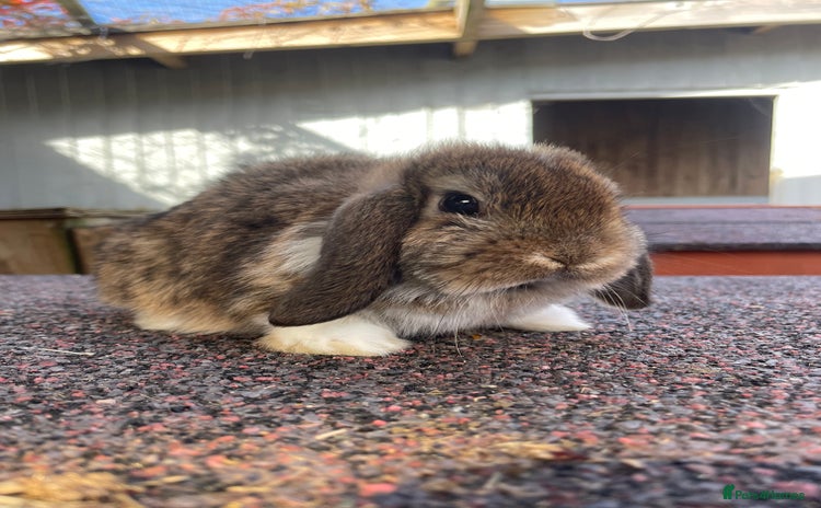 Mini Lop rabbits - Advert 16