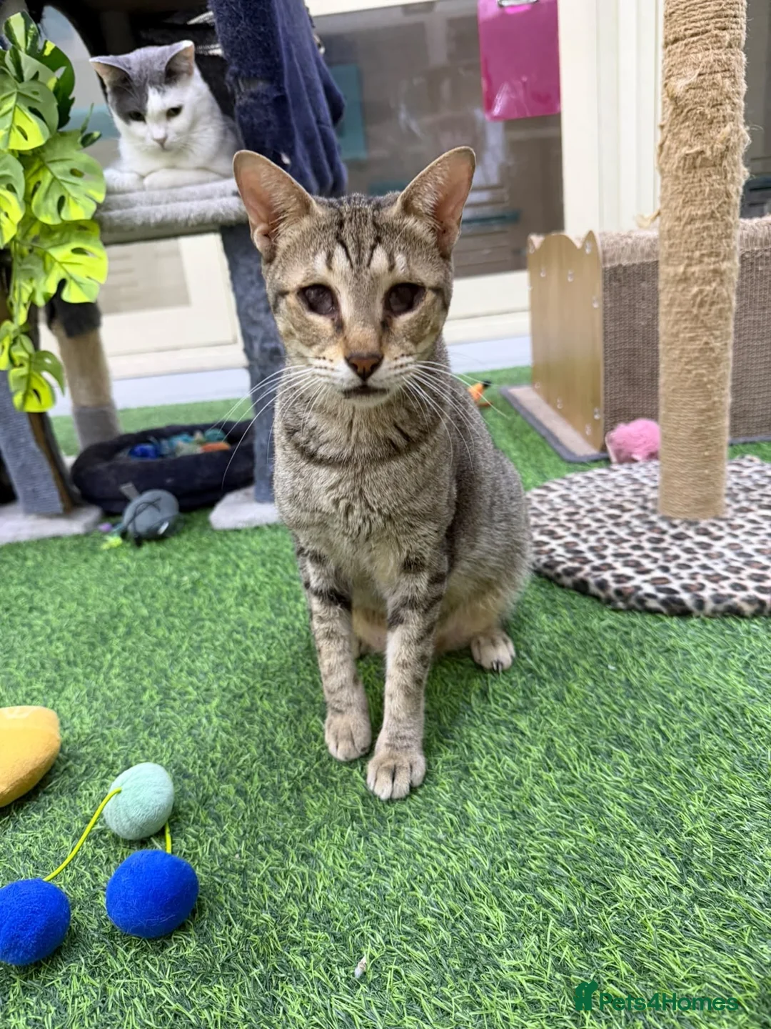 Mixed Breed cats for adoption: Indoor *SPECIAL NEEDS* blind rescue girl  - Advert 2