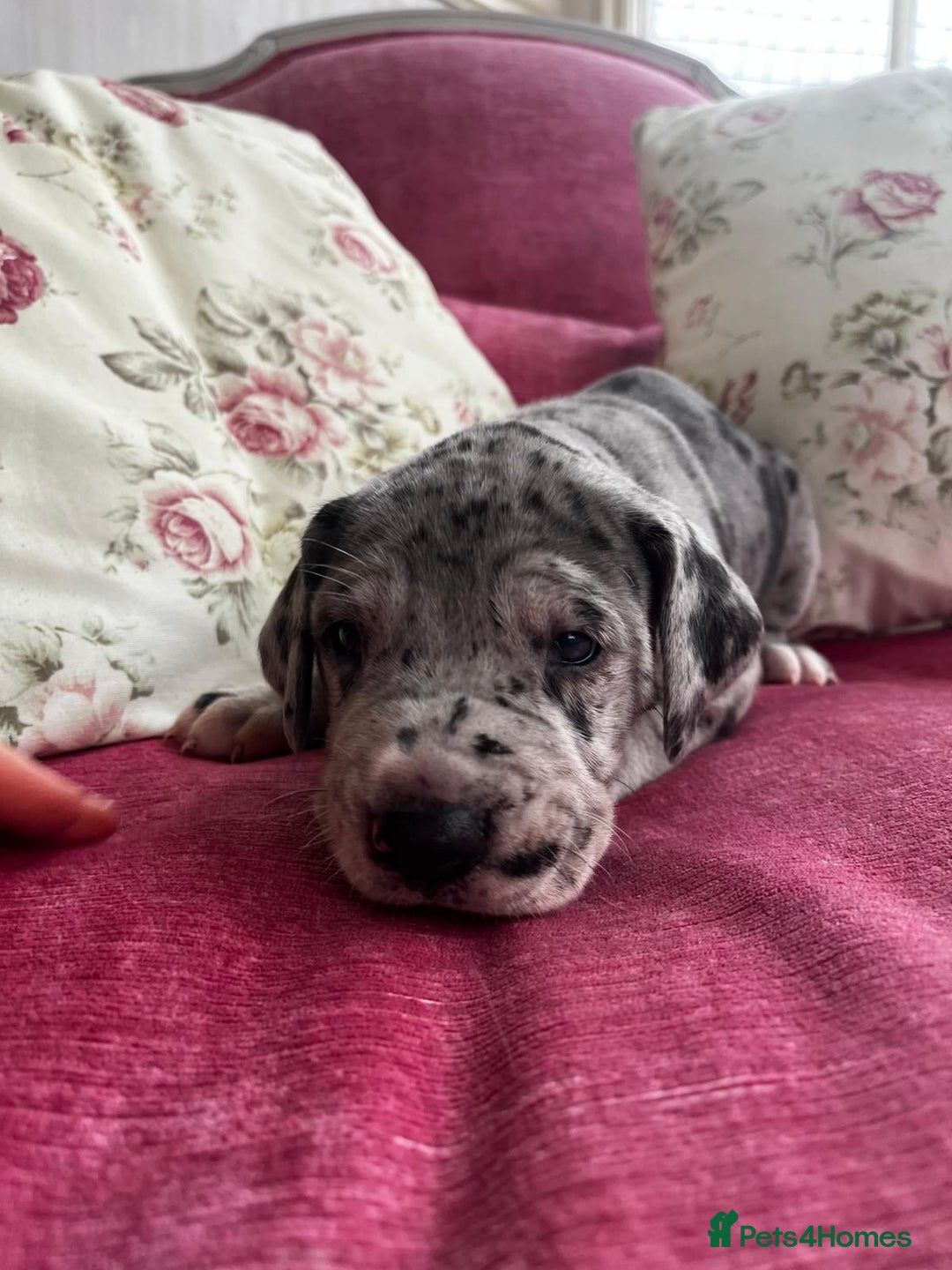 Great Dane dogs for sale: GREATEST DANE PUPS - KC Reg  - Advert 19