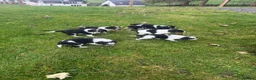 Mixed Breed dogs for sale: Collie X cocker puppies - Advert 25