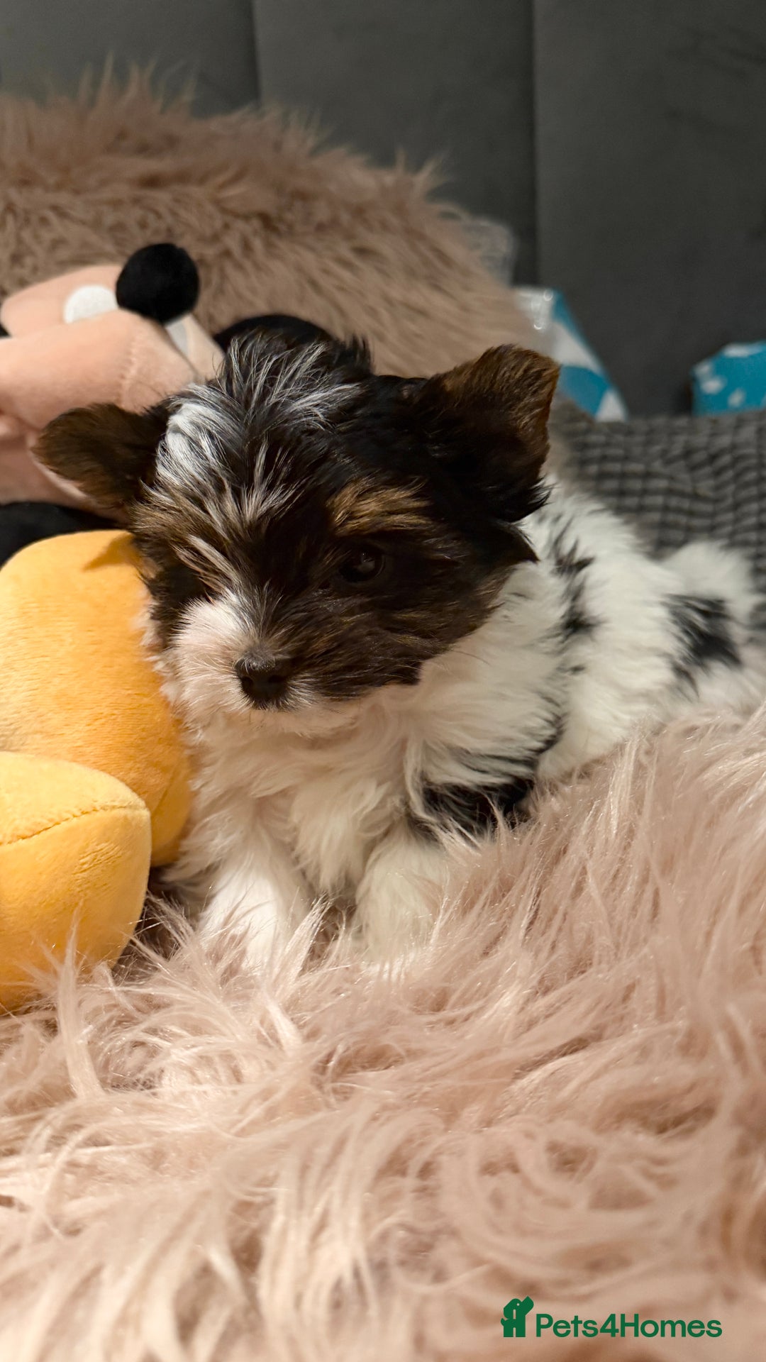 Biewer Terrier dogs for sale: Beautiful boys Biewer ready now  - Advert 9