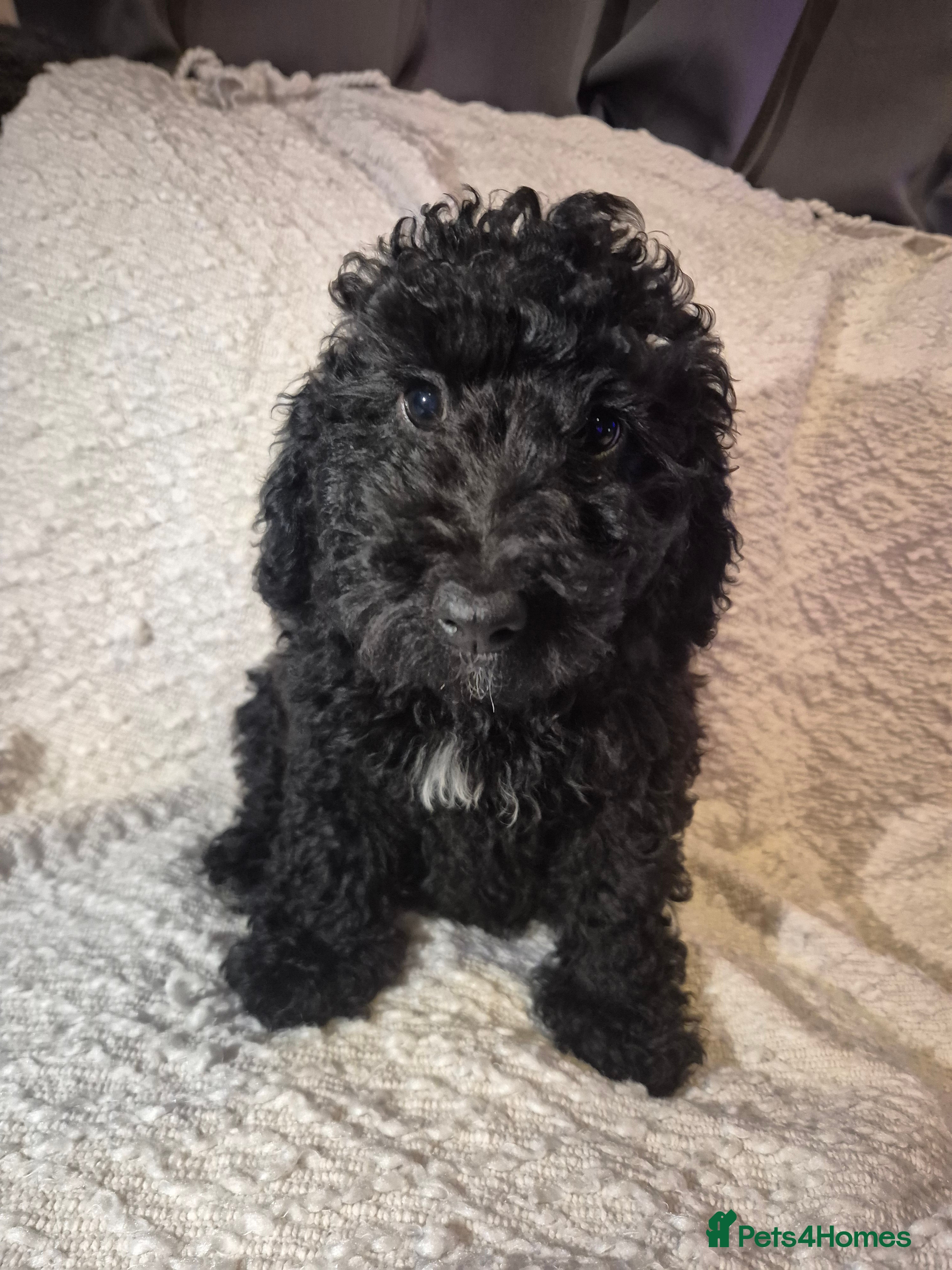 Labradoodle dogs for sale: Beautiful MINIATURE Labradoodles !  - Advert 2