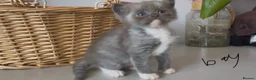 Ragdoll cats for sale: Ragdoll x BSH Ready 12th August in North Shields - Advert 3