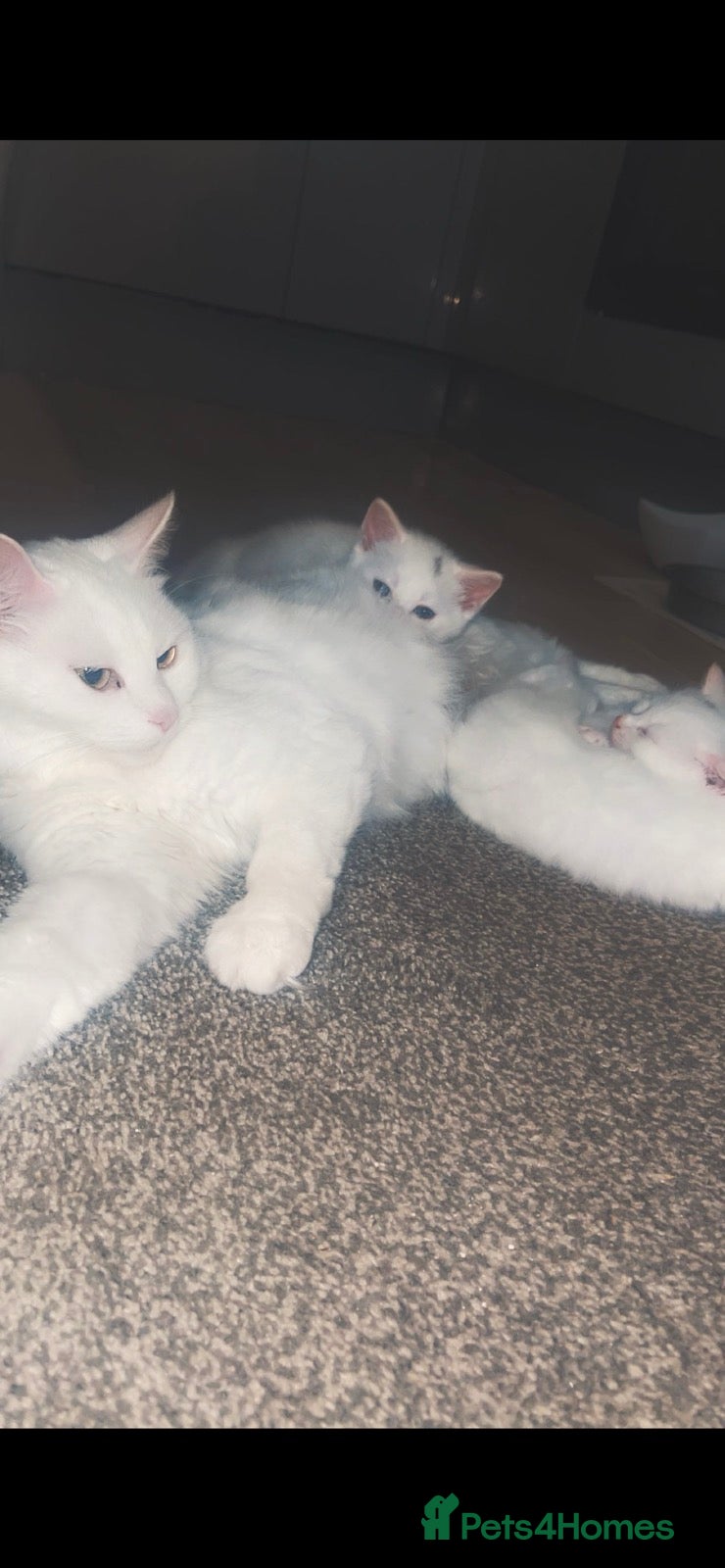 Turkish Angora cats for sale: 2 female Beautiful Turkish Angoras. - Advert 5