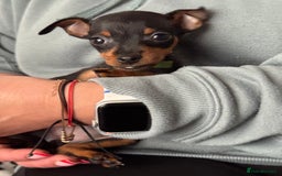 Miniature Pinscher dogs for sale: Not KC Reg Miniature Pincher Girl - Image 15