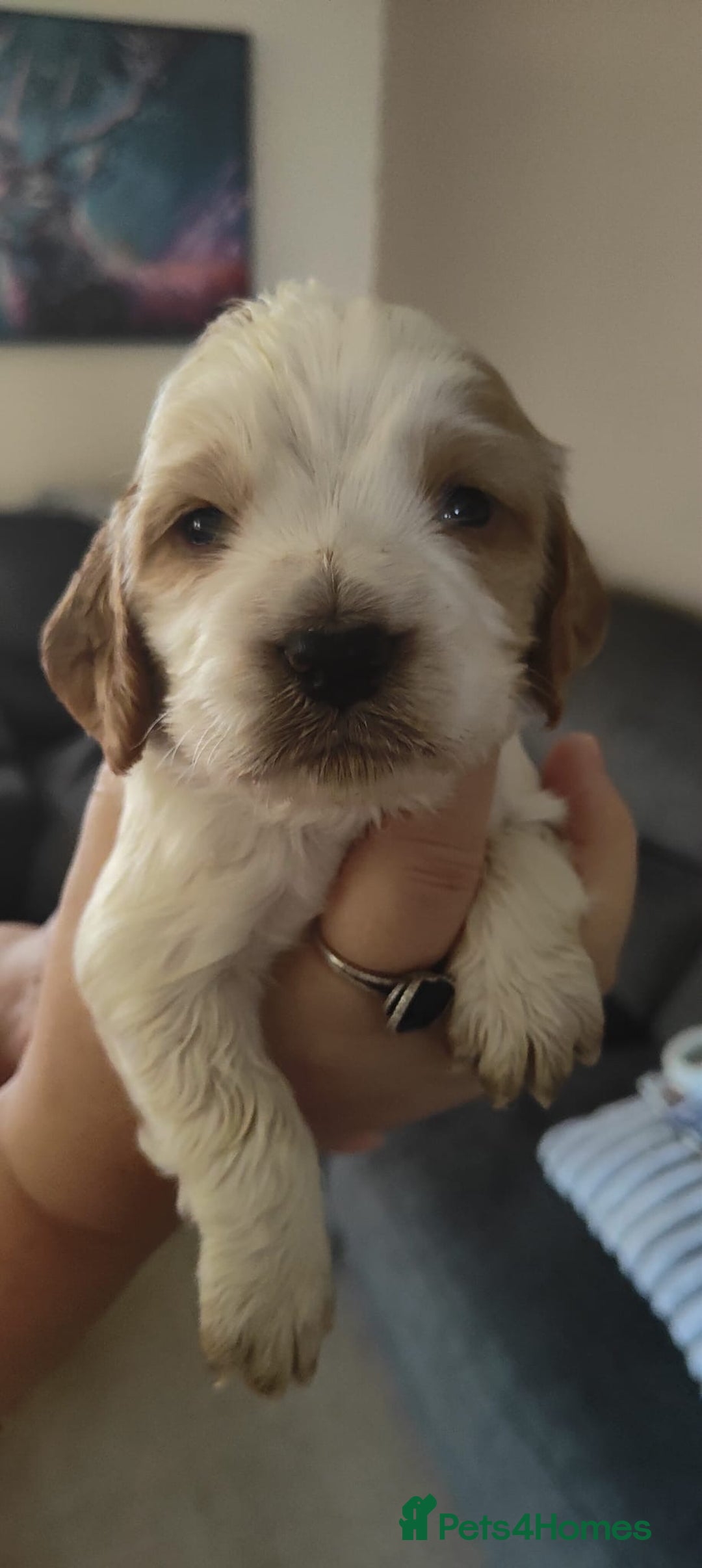 Cocker Spaniel dogs for sale: Gorgeous Cocker Spaniel pups  - Advert 8