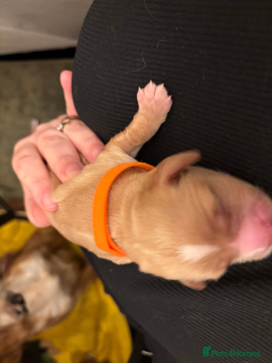 Cocker Spaniel dogs for sale: 6 beautiful cocker spaniels puppy’s born 01/12/25 - Advert 2