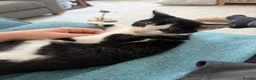 Domestic Shorthair cats for sale: Kitten for rehoming  in Chesterfield - Advert 2