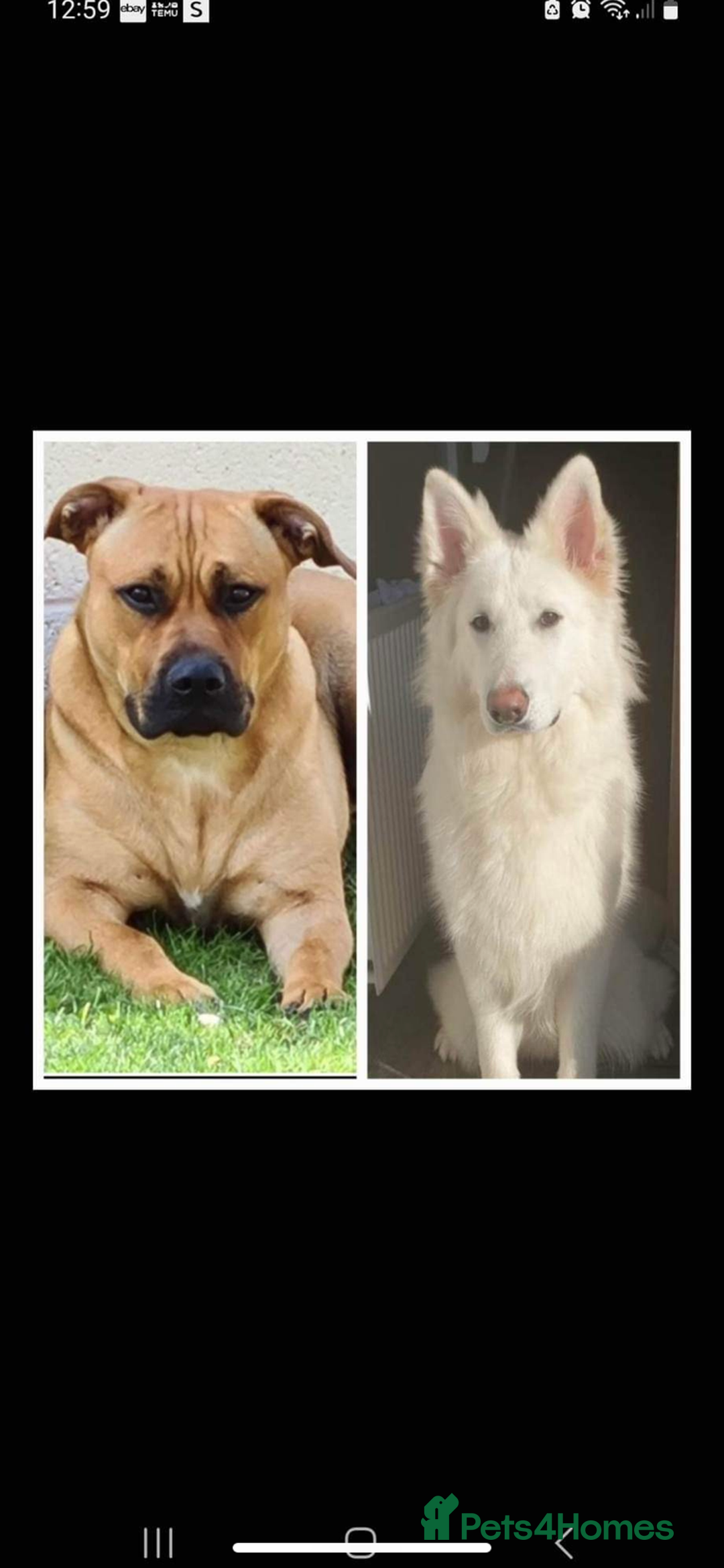 Mixed Breed dogs for sale: 2 y/o mastador/german shepherd  - Advert 1