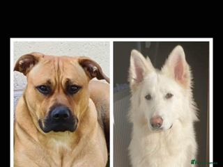 Mixed Breed dogs 2 y/o mastador/german shepherd - Advert 1