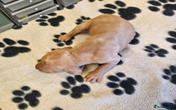 Hungarian Vizsla dogs for sale: Hungarian vizsla pups top quality pups  - Image 11