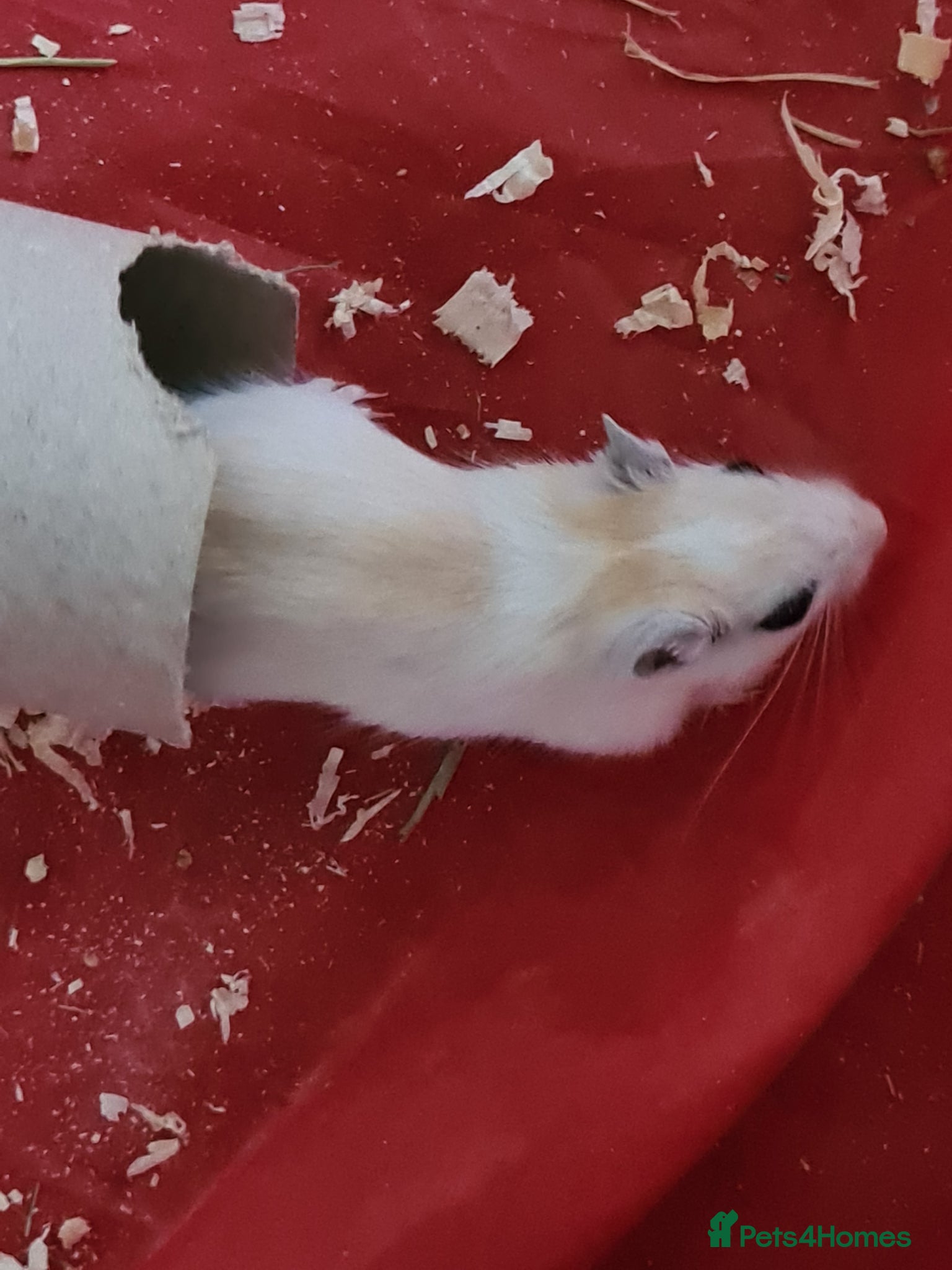 Gerbil rodents 4 x female gerbils 7 weeks old with cage  - Advert 1