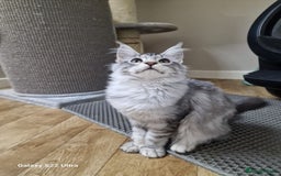 Maine Coon cats for sale: Pure maine coon - Image 2