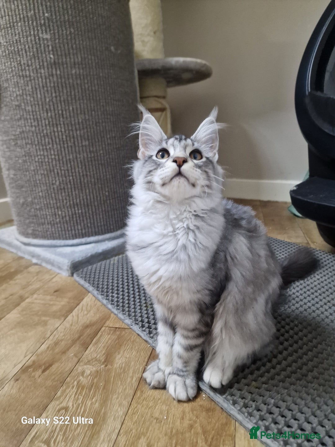 Maine Coon cats for sale: Pure maine coon - Image 2