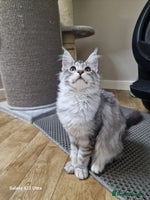 Maine Coon cats - Advert 2